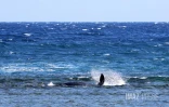 baleineau bloqué dans le lagon 