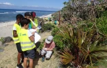 Kélonia - initiation des enfants à la reconnaissance des espèces végétales littorales