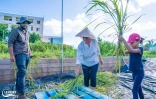 Le Port : 101 kg de riz récoltés, un pas vers une alimentation locale et solidaire