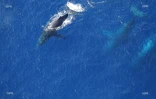 Baleine Saint-Paul