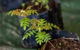 Département : 700 000 plants déjà mis en terre 