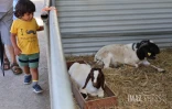 Foire agricole de Bras Panon 