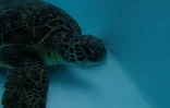 tortue vetyte retourne à l'océan