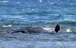 baleineau bloqué dans le lagon 