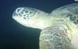 L'une des deux seules tortues qui pondent à La Réunion risque de mourrir