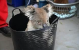 Un koala en attente de soin sur l'île Kangourou, le 14 janvier 2020
