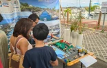 Les rendez-vous des baleines battent leur plein Ă Saint-Gilles
