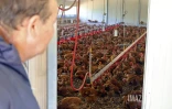 ferme de poulet bio péi 