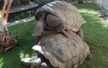 Tortues in love