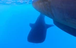 Un requin-baleine observé au large de la Réunion