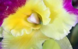 Salon Flore et Halle