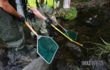 Sécheresse : le Sud Sauvage totalement à sec, poissons et crustacés en danger