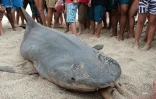Hommage victimes requins 