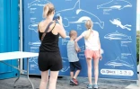 Les baleines s’invitent au musée du Débarcadère