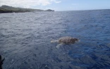 Tortue morte