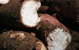 Manioc