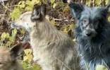 De mystérieux chiens bleus apparaissent à Tchernobyl