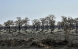 Des forĂȘts incendiĂ©es en aoĂ»t 2019 dans la rĂ©gion du Pantanal, en Bolivie