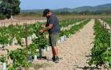 Matthias Reynard inspecte ses vignes à Sérignan-du-Comtat, dans le Vaucluse, le 28 septembre 2026 