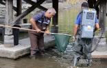 transfer des poissons du bassin de la trinite 