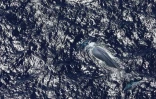 Seconde observation d'une baleine bleue à La Réunion en 2022