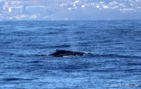 première caudale de baleine à bosse de la saison 2022