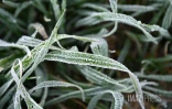 Givre