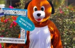 Le TCO sensibilise les usagers au bien-être des chiens