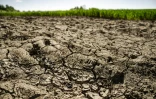 Un sol desséché entre Ringsted et Roskilde, au Danemark, le 15 mai 2025