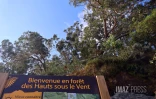 route forestière des tamarins RF9