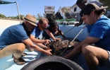Tortues Kélonia