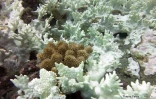  blanchissement du corail