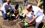 Saint-Denis : 500 arbres plantés grâce au "plan un million d'arbres"