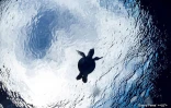 Kélonia libère 3 Bébés tortues