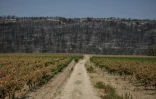 A Saint-Laurent-de-la-Cabrerisse, dans l'Aude, après l'incendie qui a ravagé le massif des Corbières, le 14 août 2025