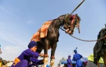 Un guerrier du Nihang, première ligne de défense des agriculteurs opposés aux réformes du gouvernement, s'occupe d'un cheval, le 21 décembre 2020 à Singhu, en Inde