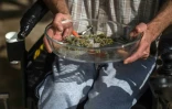 Le débat sur la légalisation du cannabis fait rage en Afrique du Sud, où un tribunal de la province du Cap-Occidental (sud) a considéré fin mars sa criminalisation comme inconstitutionnelle