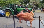 opération escargot planteurs