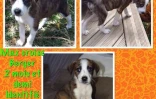 Association RPA (adoptions) 