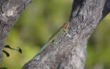 Parc National Gecko introduction