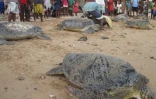 Tortues sauvées du braconnage à Madagascar
