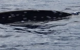 [Photos] Saint-Pierre : des baleines à bec de Blainville observées au large