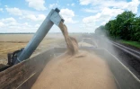 La moisson dans la région de Kharkiv, nord-est de l'Ukraine, le 19 février 2022
