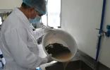 Un employé rince les oeufs d'esturgeons, dans une ferme de production de caviar à Baygorria, le 31 août 2016 au nord de Montevideo, en Uruguay