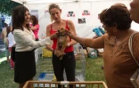 Journée d\'amour chiens et chats