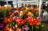 Flore et halle