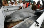 Hommage victimes requins 