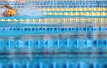 Championnat de natation de La Réunion