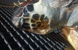 tortue morte
