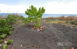 Réhabilitation de la plage de Cambaie